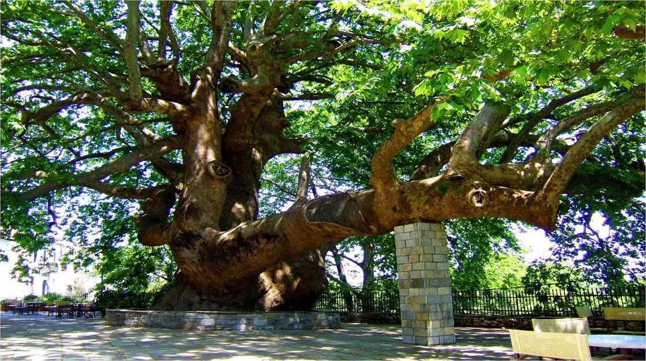 טסגרדה Pileas & Thetis Villa מראה חיצוני תמונה